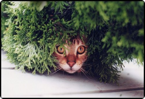 Gato escondido 14