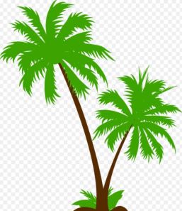 Palmeira 1